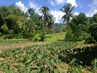 Toms Hope, Portland, Jamaica - Commercial/farm land for Sale